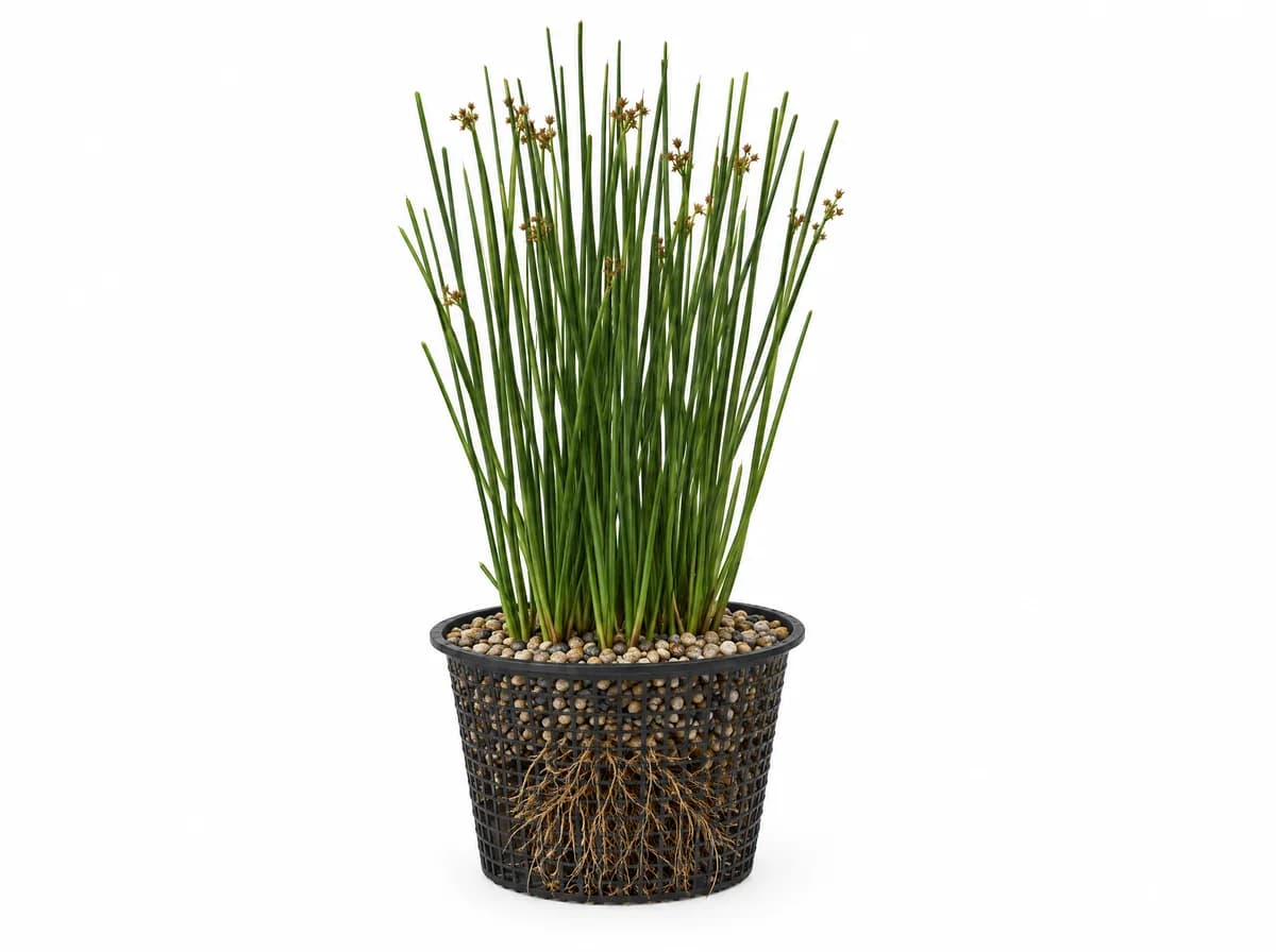 الأسل (Juncus) · نبات مستنقعات نحيل الساق قائم النمو. يبقى أخضر طوال العام على الحافة الرطبة وفي الماء الضحل